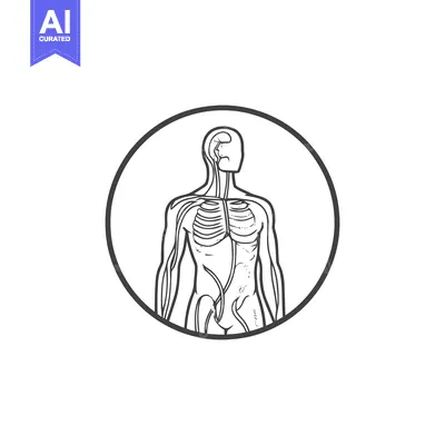 Aset premium populer: Anatomical Illustration: Human Body with Circulatory System in Circle