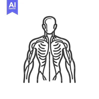 Human Vascular System Outline: Anatomical Illustration in Gray on Whit