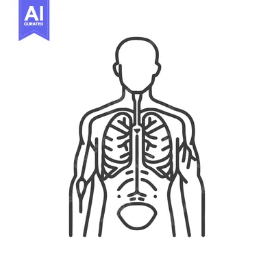 Aset premium populer: Anatomical Outline: Human Body with Internal Organs, Linear Style