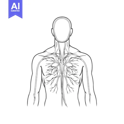 Aset desain premium: Human Body Veins and Arteries Diagram, Anatomical Illustration