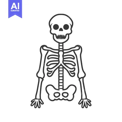 Aset desain premium: A Simple Illustrated Outline Depicting Human Skeletal System