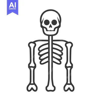 Aset premium populer: Illustration shows the complete skeletal structure of a human body