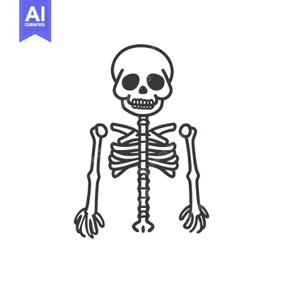Aset premium populer: A simple black and white illustration of a human skeleton