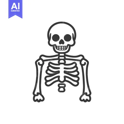 Aset premium populer: A graphic illustration depicting a full human skeleton in black lines