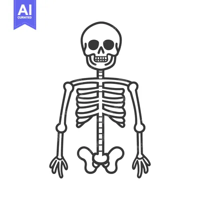 Popular premium asset: A Simple Black and White Illustration of Human Skeletal Anatomy