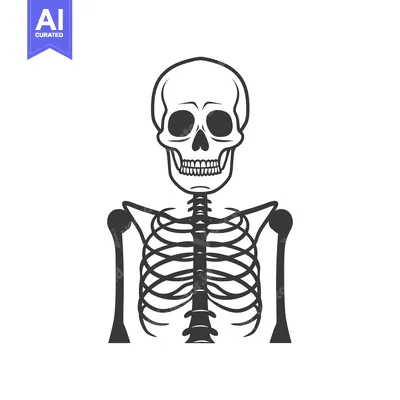 Aset premium populer: A stylized depiction of a human skeleton in black outline