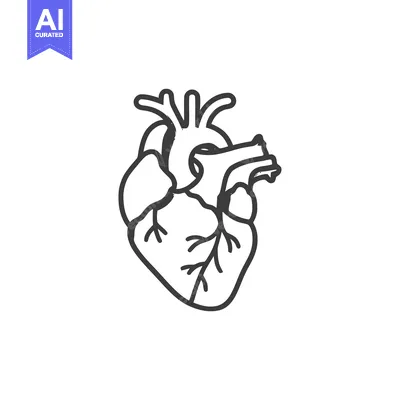 Anatomical Heart Outline: Medical Illustration of Human Organ