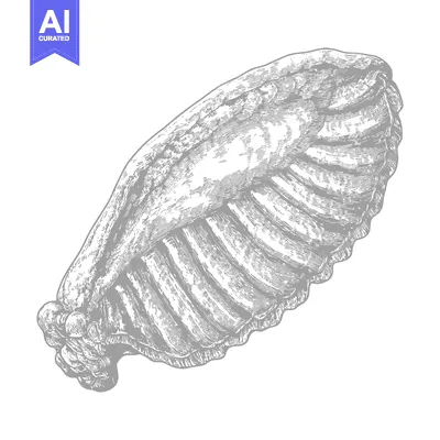 Aset desain premium: Detailed Engravings Of A Rack Of Lamb Ribs
