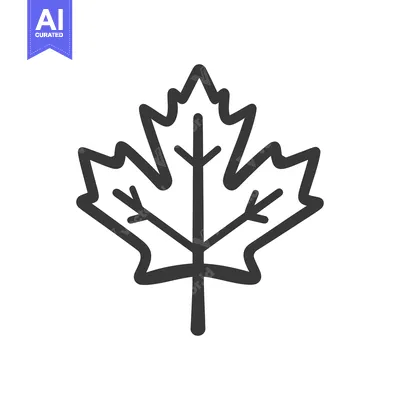 Popular premium asset: Simple graphic illustration of a maple leaf showing its structure deta