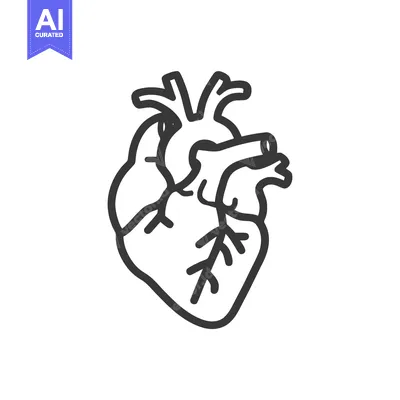 Aset desain premium: Anatomical Heart Outline: Medical Illustration of Human Organ on White