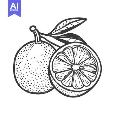 Aset premium populer: Two citrus fruits with leaves drawn in black and white
