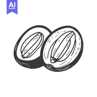 Popular premium asset: A hand drawn illustration depicting two halves of a fruit