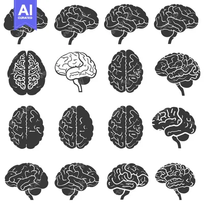 Premium design asset: Collection of Black and White Human Brain Illustrations