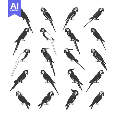 Aset premium populer: Collection of Black and White Parrot Silhouettes