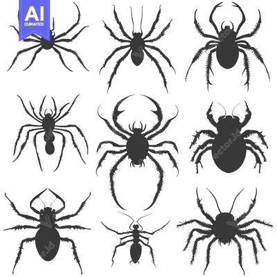 Collection of Detailed Black Spider Silhouettes