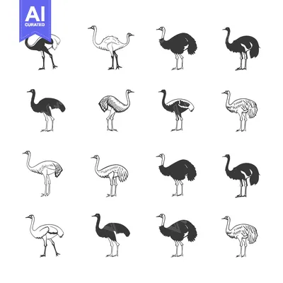 Aset desain premium: Collection of Detailed Ostrich Silhouettes in Various Poses