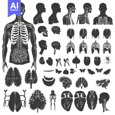 Aset premium populer: Collection of Human Anatomy Silhouettes, Including Organs, Bones, and
