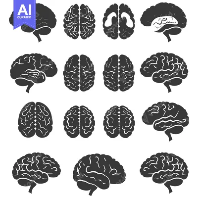 Collection of twelve black and white human brain illustrations in diff