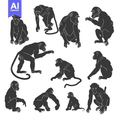 Aset premium populer: Collection of Various Monkey Silhouettes in Different Poses
