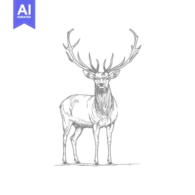 Premium design asset: A majestic male deer stands tall with impressive large antlers