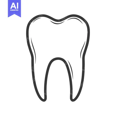A simplistic outlined black and white illustration of a human tooth