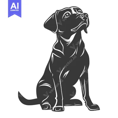 Popular premium asset: A seated black dog is looking upwards with great anticipation