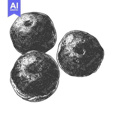 Aset desain premium: Three Round Fruits in a Vintage Illustration Style