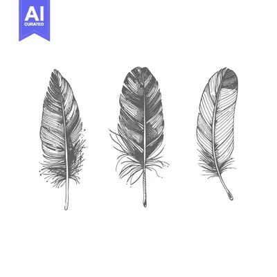 Popular premium asset: Three detailed illustrations of delicate feathers on white background