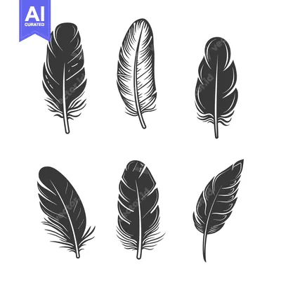 Aset premium populer: Six decorative feather illustrations isolated on a clean white backgro