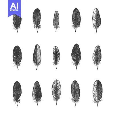 Aset premium populer: Illustration shows several hand drawn feathers in a symmetrical arrang