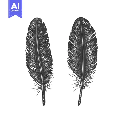 Aset premium populer: Two detailed monochrome illustrations showcasing individual bird feath