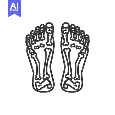 Aset desain premium: Anatomical Foot Skeleton Outline: Detailed Podiatric Illustration on W