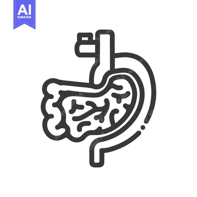 Aset desain premium: Stylized Line Art Illustration of Human Stomach Anatomy on White Backg