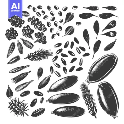 Popular premium asset: A Collection Of Various Seeds Grains And Leaves