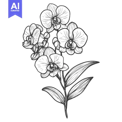 Premium design asset: Hand-Drawn Black and White Illustration of a Branch of Orchids