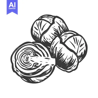 Aset premium populer: Hand-drawn Black and White Illustration of Two Brussels Sprouts