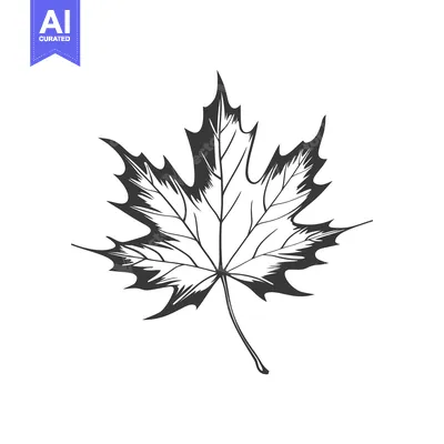 Aset desain premium: Hand-Drawn Black and White Maple Leaf Illustration