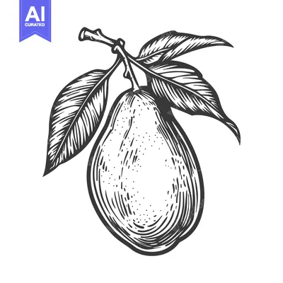 Popular premium asset: Hand-Drawn Illustration of a Pear with Leaves