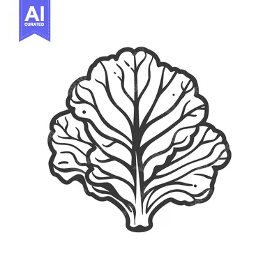 Premium design asset: Hand-Drawn Illustration of a Single Leaf of Curly Kale