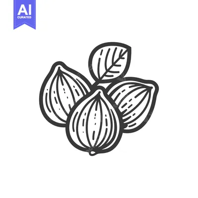 Aset premium populer: Hand-drawn illustration of three hazelnuts with a leaf