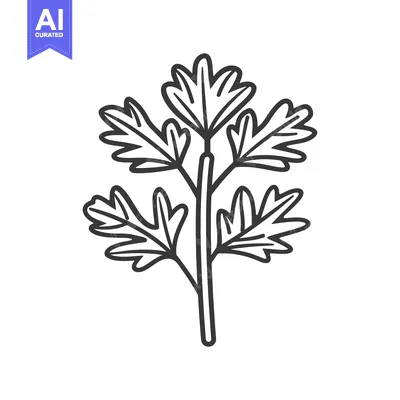 Popular premium asset: Hand-drawn Line Art Illustration of a Sprig of Parsley