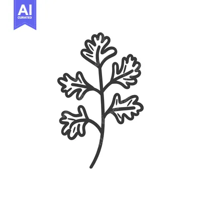 Hand-Drawn Line Art Illustration of Coriander Sprig