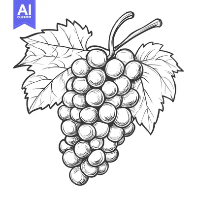Aset desain premium: Hand-Drawn Sketch of a Bunch of Grapes with Leaves