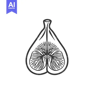 Aset desain premium: Hand-Drawn Sketch of a Cross-Sectioned Fig