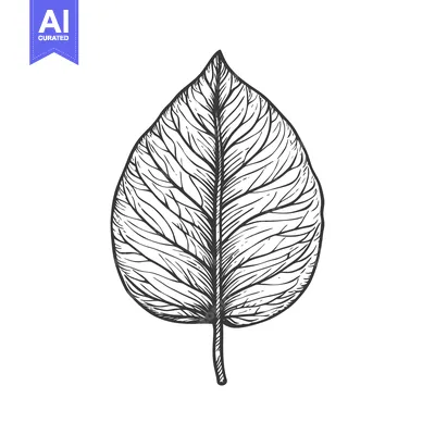 Aset premium populer: Hand-Drawn Sketch of a Detailed Leaf with Veins