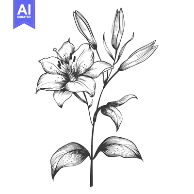Premium design asset: Hand-Drawn Sketch of a Single Lily Flower with Buds and Leaves