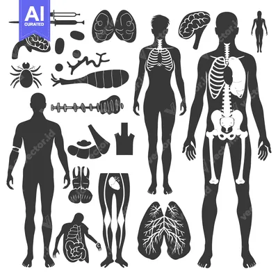 Human Anatomy Illustrated with Internal Organs, Skeletal System, and S