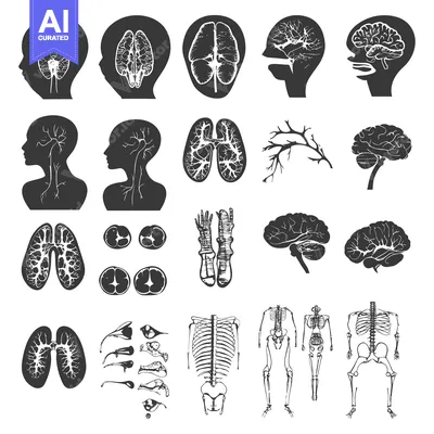 Aset desain premium: Human Anatomy Illustrations: Brain, Lungs, Skeleton, and Nerves