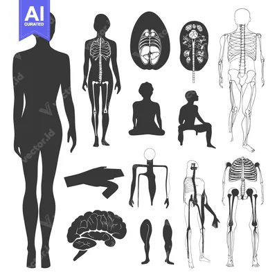 Premium design asset: Human Body Anatomy Illustrations: Silhouettes and Skeletons