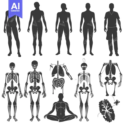 Aset premium populer: Human Body Anatomy with Silhouettes and Skeleton Representations